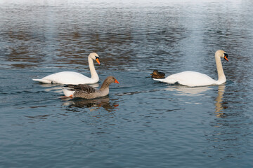 mute swan and gray goose