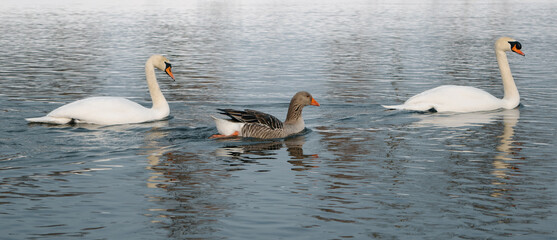 mute swan and gray goose