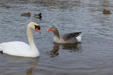 mute swan and gray goose