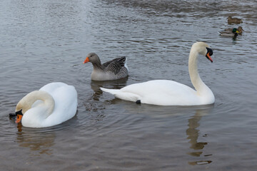 Obraz premium mute swan and gray goose