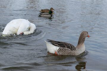 Fototapeta premium mute swan and gray goose