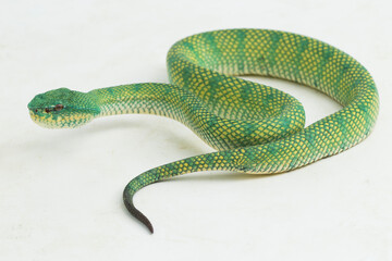 Borneo Keeled Pit Viper Tropidolaemus subannulatus isolated on white background
