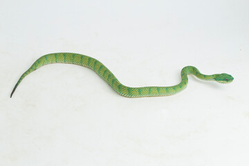 Borneo Keeled Pit Viper Tropidolaemus subannulatus isolated on white background
