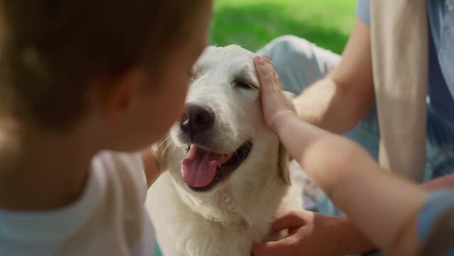 Unknown hands caress dog on picnic closeup. Happy labrador enjoy fondle in park.