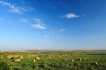 Fototapeta premium Schafheerde am Velo Blato See auf der Kroatischen Insel Pag // Sheeps at Velo Blato Lake on the Croatian Island of Pag