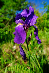 Bleiche Schwertlilie // Dalmatian iris (Iris pallida) © bennytrapp