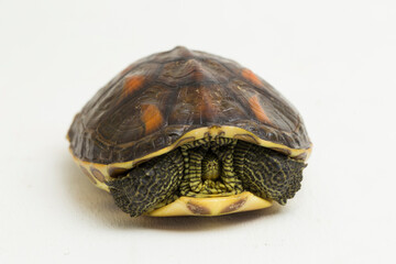 Chinese stripe necked turtle Ocadia sinensis isolated on white background
