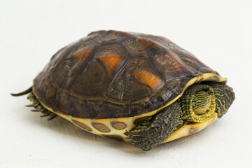 Chinese stripe necked turtle Ocadia sinensis isolated on white background
