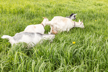 Cute free range goatling on organic natural eco animal farm freely grazing in meadow background. Domestic goat graze chewing in pasture. Modern animal livestock, ecological farming. Animal rights