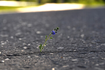 flower on the road
