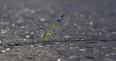 flower on the road