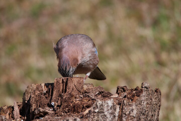 Eichelhäher bei der Futtersuche	