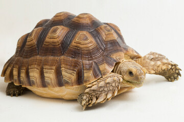 Fototapeta premium African Spurred Tortoise Geochelone sulcata isolated on white background 