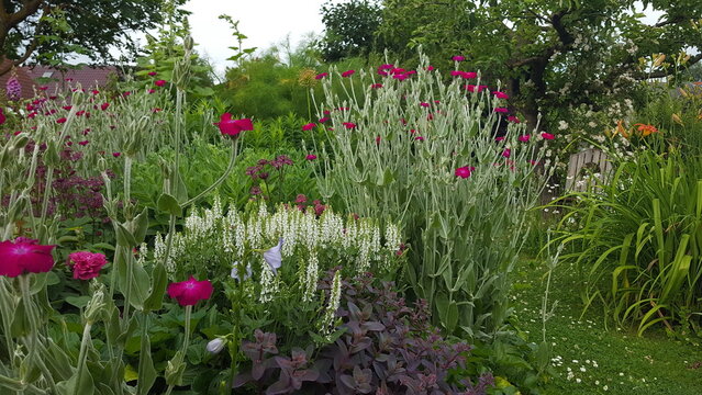 sch&ouml;ner Garten im Sommer mit wei&szlig; und pink rot bl&uuml;henden Stauden 
