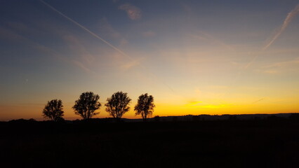 vier B&auml;ume im Sonnenuntergang am Horizont