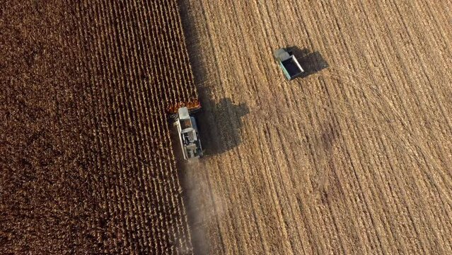 Aerial Drone View Flight Over Harvester Harvesting Dry Corn. Empty Trucks for Transportation with Driver Stand on Field. Top view. Harvest, Cornfield, Season. Agrarian and Agricultural Fields, Farming