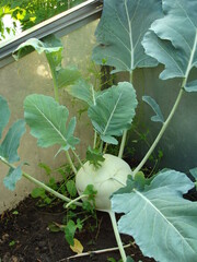 reifer Kohlrabi im Frühbeet - Gemüsebeet grüner Kohl