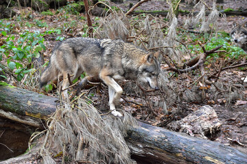 Wolf