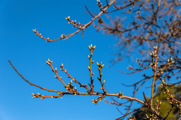buds in branches on blue sky. springtime. green shoots
