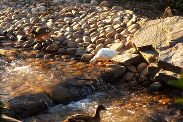 Fototapeta premium white duck drinking in the rocky river stream at sunset