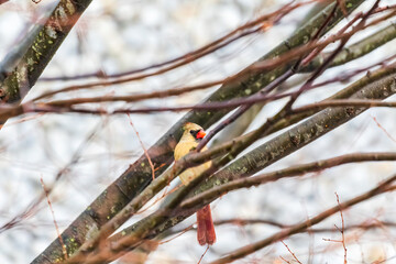 cardinal