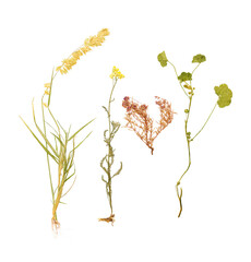 Set of wild dry pressed flowers and leaves, isolated