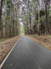 road in the forest