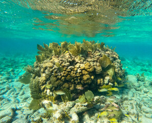 Naklejka na ściany i meble Coral formation, Cayman Islands