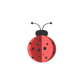 ladybug on white background