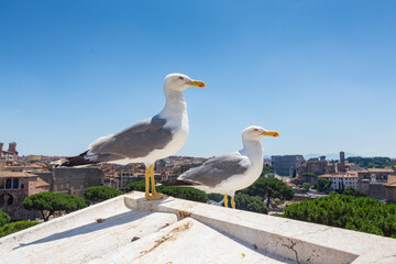 Seagulls over a Roman cityscape during a summer day