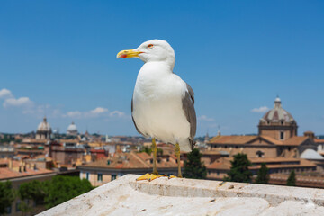 Seagulls over a Roman cityscape during a summer day