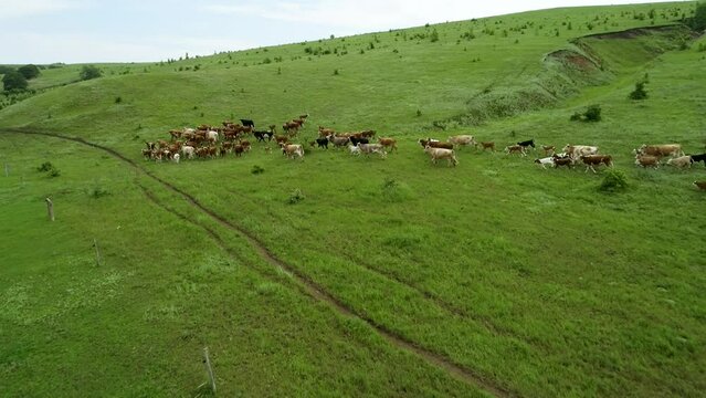 Aerial photography of cows. Dairy farm. Cattle on green field. Cow farm. Aerial photography of cattle in green field. Herd of cows. Dairy production farm. Aerial photography of herd of cows on farm