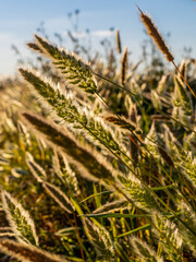 sunset in the portet of Sollana (Valencia-Spain)