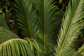 Large leaves of the cycas revoluta plant in the greenhouse of the Winter Garden. Full frame. Blurred foreground.