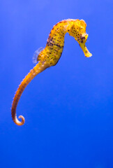 Yellow seahorse swimming on blue background © wasnoch