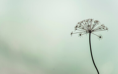 Ombellifère à Évosges, Ain, France