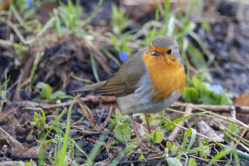 An adorable robin photographed in the wilderness.