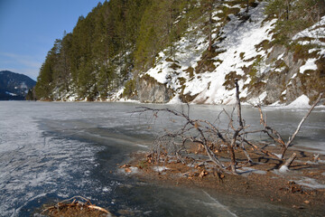 eingefrorener Baum am Weissensee