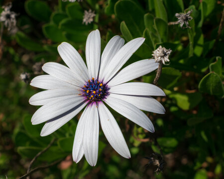 Wildflower against a natural orange background 3