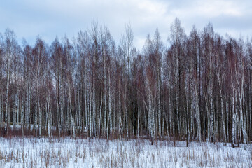 A scene with birch trees at the lake Lielezers in winter on a cloudy day in Limbazi in Latvia