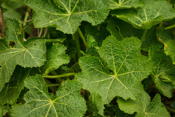 Young and green leaves of mallow. Close-up. Small depth of field (DOF) 