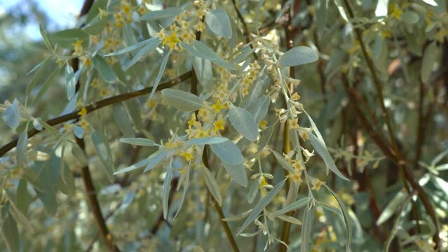 Green blooming spring trees. Yellow flowers growing on green branches of trees growing outdoor. Landscape and plants of scenic Tukrey (Turkiye) country. Abstract natural 4k stock video background
