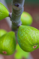 Figs in Itatiba, a small town in the countryside of Sao Paulo state in Brazil.