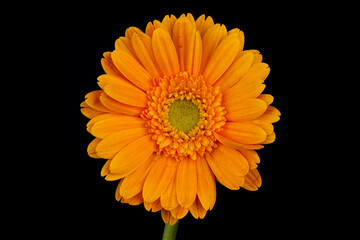 Detailed close up of a yellow gerbera, deep focused on black background 