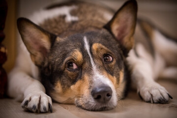 happy dog's muzzle close-up