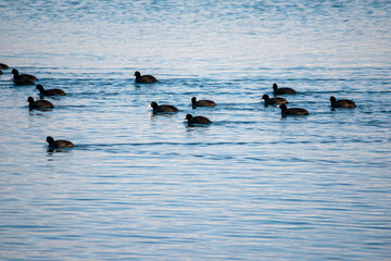 Eurasian coots swimming in The Black Sea, near by Kavarna town, Bulgaria, February 2022
