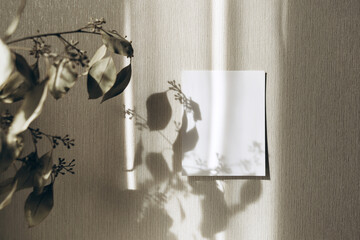Card on wall with shadows from eucalyptus leaves. Minimal concept mock up background.