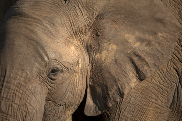 African wild life.