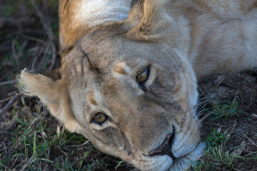 African wild life.