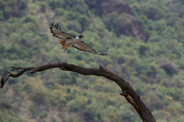 African wild life.